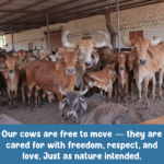 GauRam A2 Cow Milk - Image 10