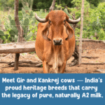 Gauram Buttermilk Chaas - Image 4